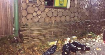 У парк «Знесіння» підкинули чотирьох лелек. Як допомогти