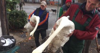 Двох лебедів зі Стрийського парку забрали на зимівлю (Фото)
