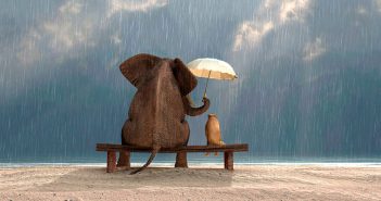 доброта слон собака