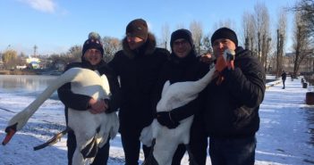 На Левандівському озері врятували лебедів, що замерзали. Як допомогти птахам