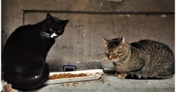 Безпритульні коти - корисні, вони ловлять щурів і мишей, кажуть захисники тварин