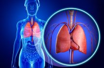 кровоносна система легені дихальна система