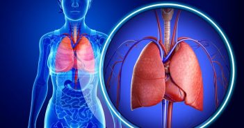 кровоносна система легені дихальна система
