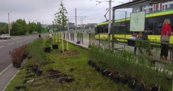 Уздовж сихівської трамвайної лінії висадили кущі та дерева. Фото