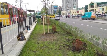 Уздовж сихівської трамвайної лінії висадили кущі та дерева. Фото
