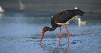 чорний лелека