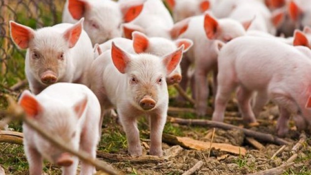 свинокомплекс свині свиня