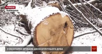 У міському парку Дрогобича вирубують 200-літні дуби