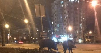 На вулицях Львова помітили пару диких кабанів