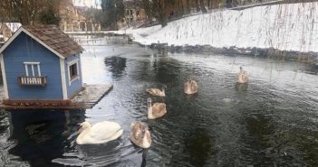У Стрийський парк у Львові привезли лебедя, що замерзав на Скнилові