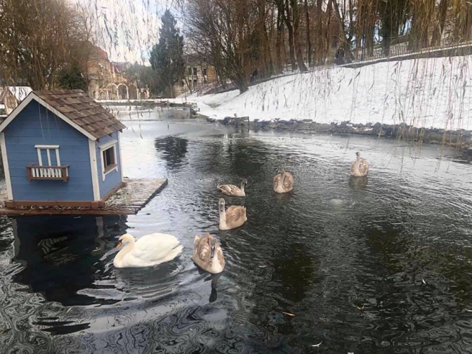 У Стрийський парк у Львові привезли лебедя, що замерзав на Скнилові