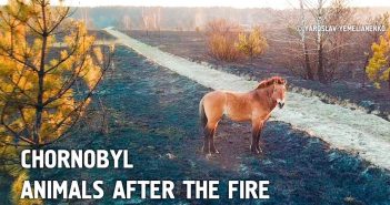 Тварини Чорнобиля у відчаї блукають після пожежі: з’явилося сильне відео