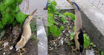 У Хирові містом гуляє нетиповий для цієї місцевості птах