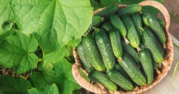 огірки огірок огірочник