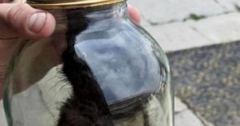 На Сокальщині затримали чоловіка, який закрив у банці живе кошеня і виклав відео в Instagram