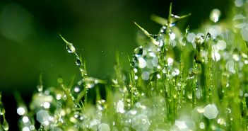 ранкова роса на траві