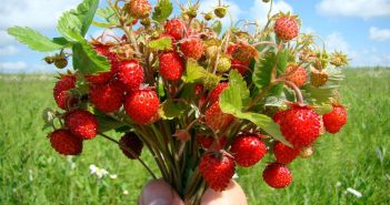 суниці суниця. Давид Суничник. 9 липня Давида Суничника