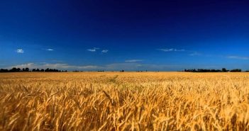 жито пшениця поле жнива колос зерно