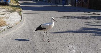 У Львові вулицями розгулював лелека (фото)