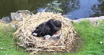Чорні лебеді у Стрийському парку стали батьками (фото)