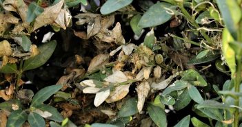 самшитова вогнівка