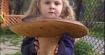 Під горою Парашка на Львівщині знайшли гриба-велетня. Фото