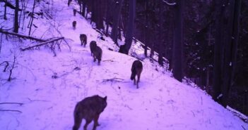 Карпатські села атакують вовки: хижаки гуляють по-під будинками селян (ВІДЕО)