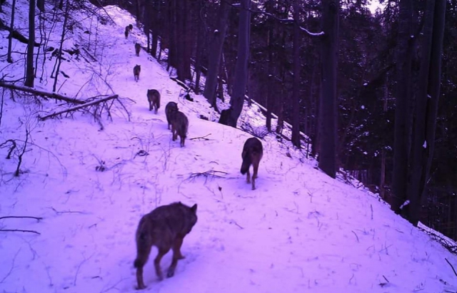Карпатські села атакують вовки: хижаки гуляють по-під будинками селян (ВІДЕО)