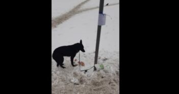 «Була прив’язана до дверей перед входом в Кінг Крос» – у Львові покинули собаку біля супермаркету, залишивши записку (фото)
