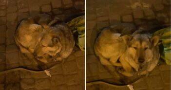 У Львові пес чекає на господаря, якого забрала швидка