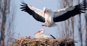лелеки гніздо