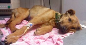 хворий пес собака