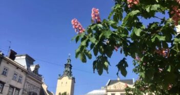 На площі Ринок розквітли рожеві каштани Carnea