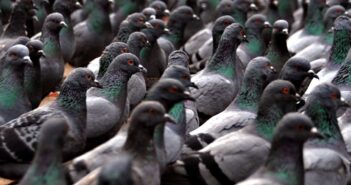 голуби птахи