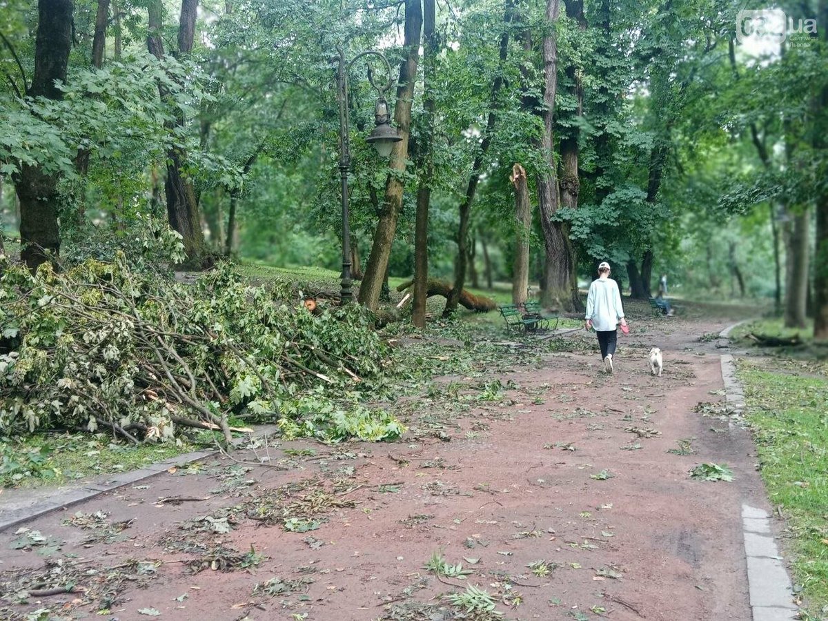 буревій Стрийський парк зламане повалене дерево