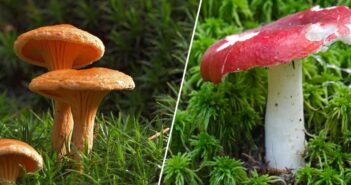 гриб отруйні гриби