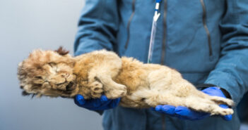 левеня викопні рештки