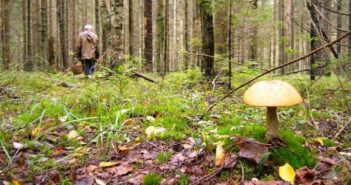 ліс пошуки гриби
