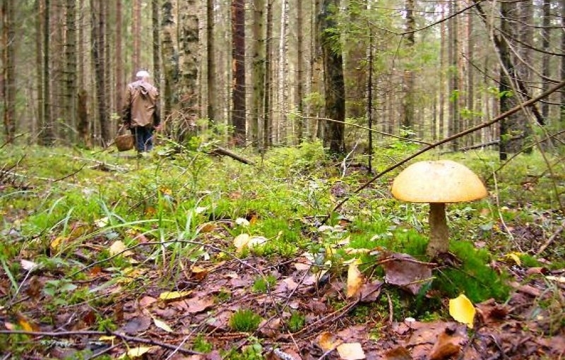ліс пошуки гриби