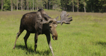 лось тварина роги заповідник заказник ліс