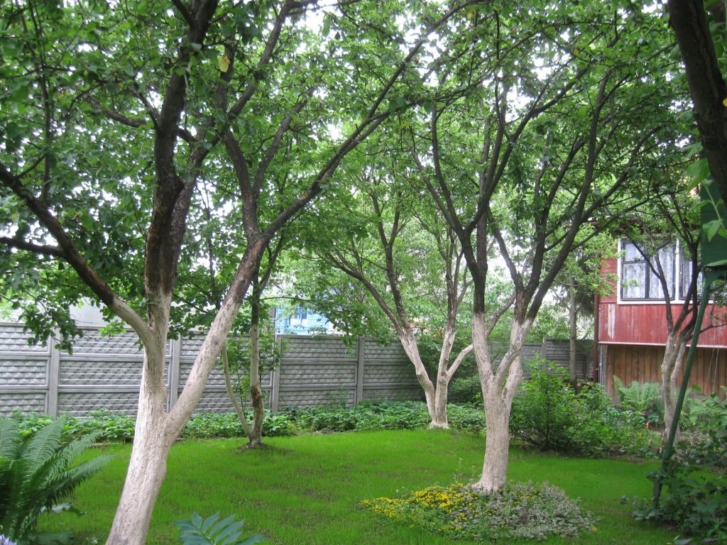Популярні поради для правильного висвітлювання дерев вапном в саду
