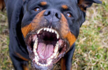 злий пес собака ротвейлер укус зуби сказ злість агресія2