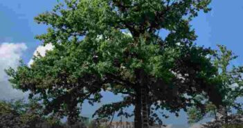 дуб дерево Сихів