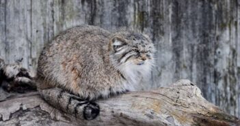 лісовий кіт