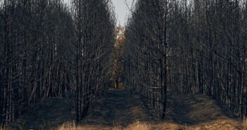 пожежа війна ліс Миколаїв