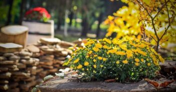 квіти осінь сад