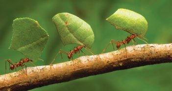 комахи мурахи природа зелений черга праця наполегливість