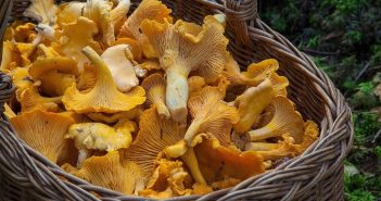 лисички гриби ліс природа кошик
